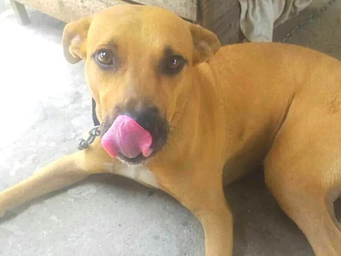 Cachorro ra a SND idade 1 ano nome Safadão