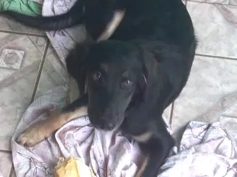 Cachorro ra a Mestica idade 2 a 6 meses nome Pandora