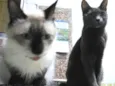 Nanam, Shei, Pretoro
