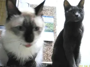 Gato raça SRD,  Siamês idade 6 ou mais anos nome Nanam, Shei, Pretoro