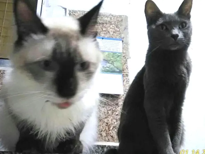 Gato ra a SRD,  Siamês idade 6 ou mais anos nome Nanam, Shei, Pretoro