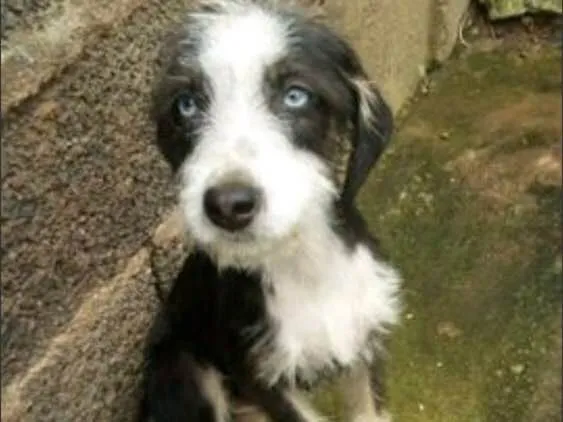 Cachorro ra a Srd idade 2 a 6 meses nome Charlotte