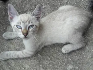 Gato raça indefinida idade 2 a 6 meses nome bbs cats