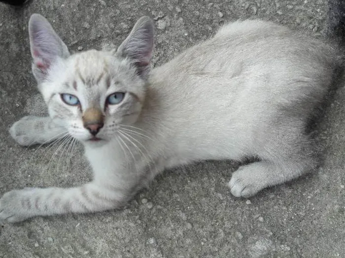 Gato ra a indefinida idade 2 a 6 meses nome bbs cats