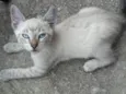 bbs cats