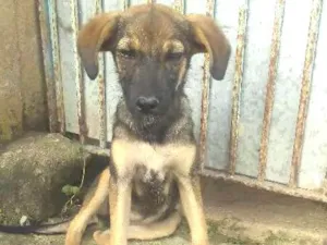 Cachorro raça Vira Lata idade 2 a 6 meses nome Bolinha