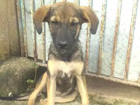 Cachorro ra a Vira Lata idade 2 a 6 meses nome Bolinha