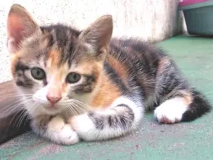 Gato raça SRD idade Abaixo de 2 meses nome Sem nomes