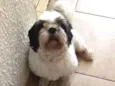 Tico