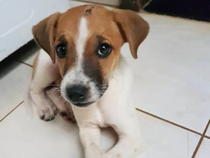 Cachorro raça vira-lata  idade  nome não tem nome