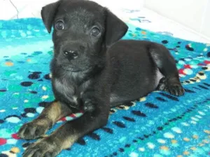 Cachorro raça SRD idade Abaixo de 2 meses nome A definir