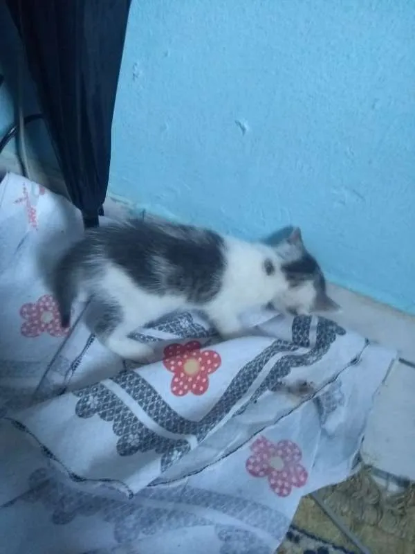 Gato ra a SRD idade Abaixo de 2 meses nome Sem nome definido