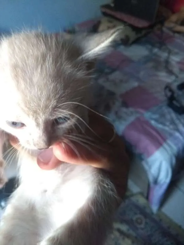 Gato ra a SRD idade Abaixo de 2 meses nome Sem nome definido