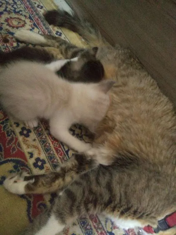 Gato ra a SRD idade Abaixo de 2 meses nome Sem nome definido
