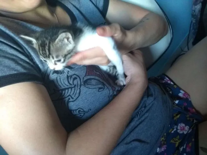 Gato ra a SRD idade Abaixo de 2 meses nome Sem nome definido