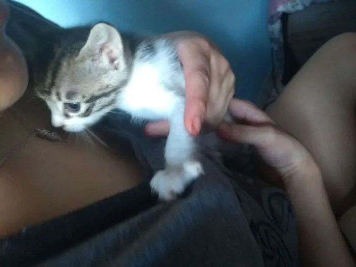 Gato ra a SRD idade Abaixo de 2 meses nome Sem nome definido