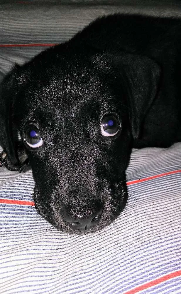 Cachorro raça SRD idade Abaixo de 2 meses nome A definir