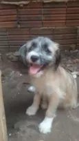bela