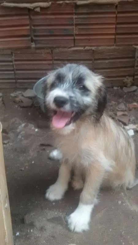 Cachorro ra a srd idade 2 a 6 meses nome bela
