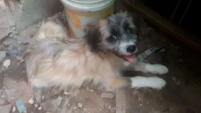 Cachorro ra a srd idade 2 a 6 meses nome bela