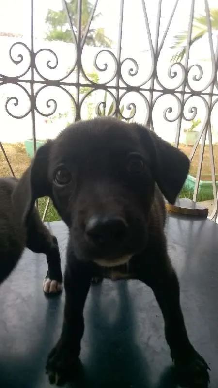 Cachorro raça MESTIÇO idade 2 a 6 meses nome SEM NOME