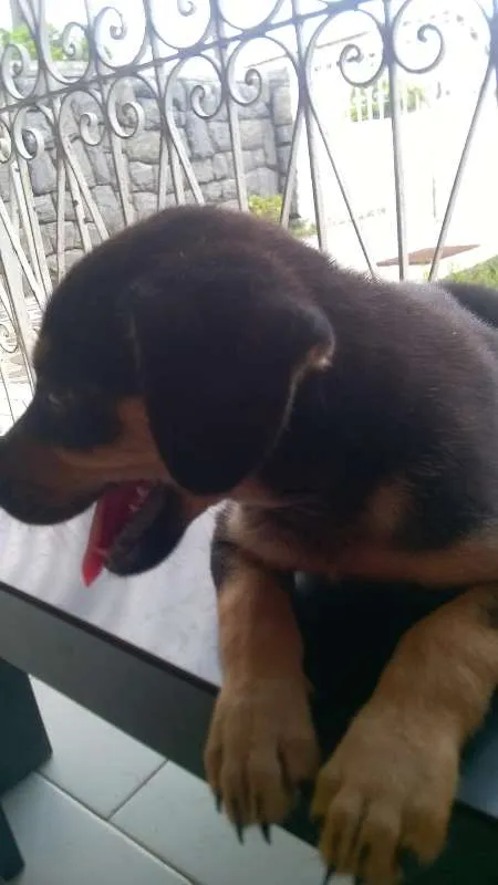 Cachorro raça MESTIÇO idade 2 a 6 meses nome SEM NOME
