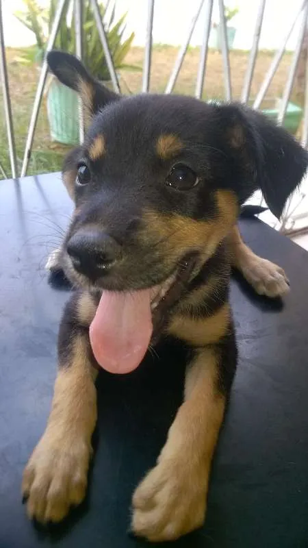 Cachorro raça MESTIÇO idade 2 a 6 meses nome SEM NOME
