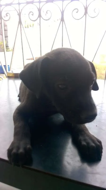 Cachorro raça MESTIÇO idade 2 a 6 meses nome SEM NOME