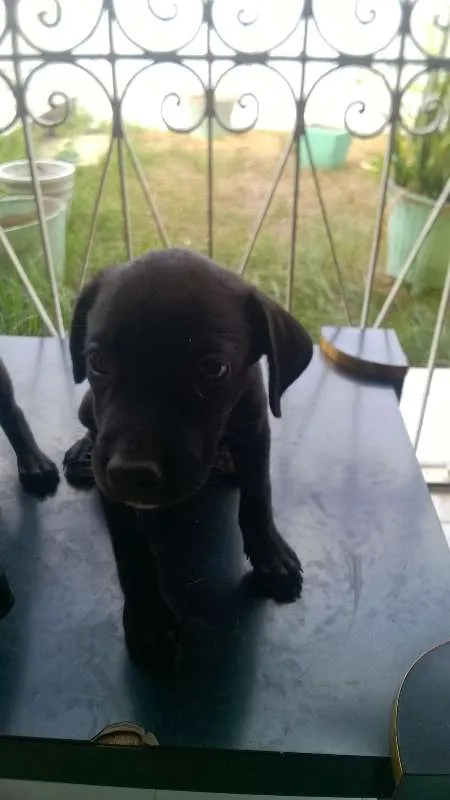 Cachorro raça MESTIÇO idade 2 a 6 meses nome SEM NOME