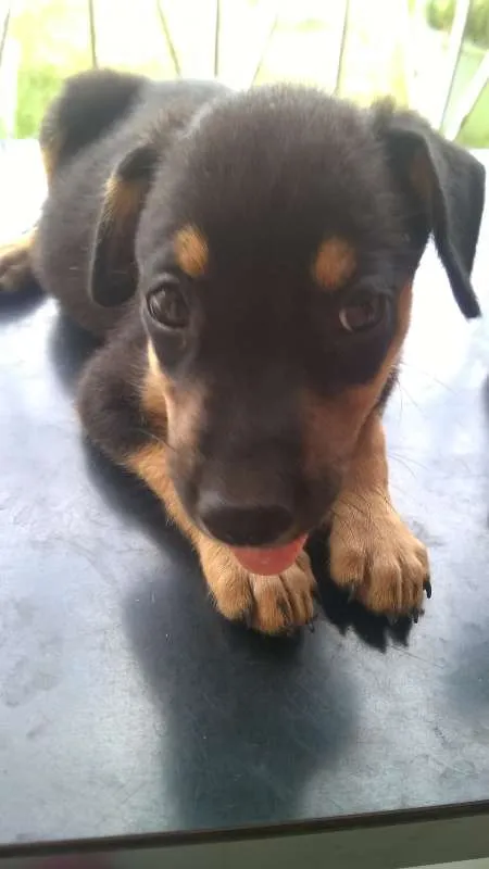 Cachorro raça MESTIÇO idade 2 a 6 meses nome SEM NOME