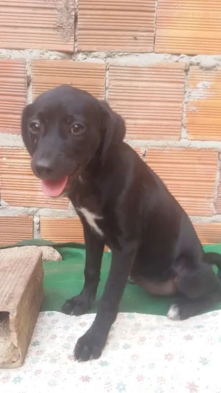 Cachorro ra a srd idade 2 a 6 meses nome flor