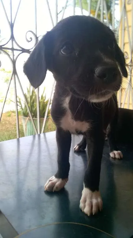 Cachorro raça MESTIÇO idade 2 a 6 meses nome SEM NOME