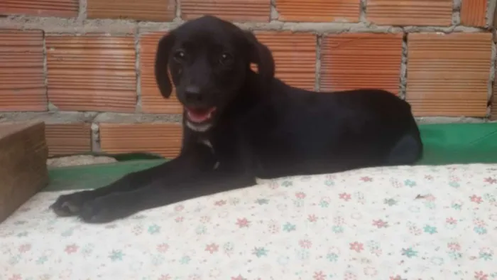 Cachorro ra a srd idade 2 a 6 meses nome flor