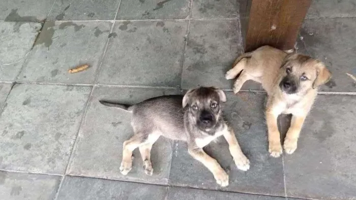 Cachorro ra a Indefinida  idade 2 a 6 meses nome Estelar, pitty