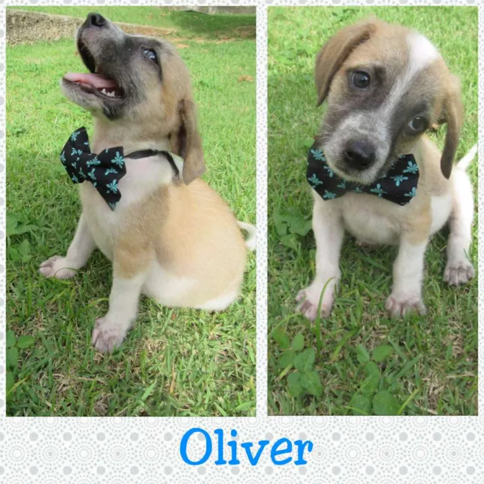 Cachorro raça SRD idade 2 a 6 meses nome Oliver