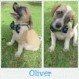 Oliver