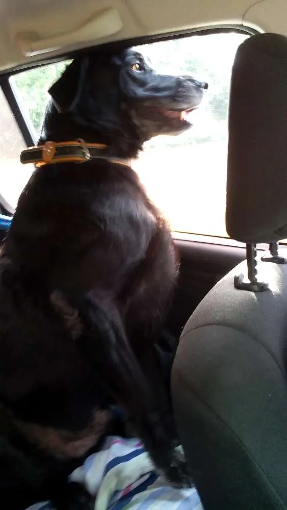 Cachorro raça Labrador idade 6 ou mais anos nome Zeus
