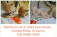 Filhotinhos de Gatos