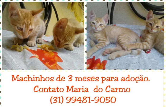 Gato raça SRD idade 2 a 6 meses nome Filhotinhos de Gatos