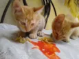 Filhotinhos de Gatos