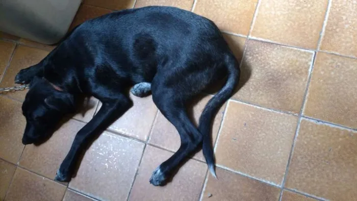 Cachorro ra a SRD idade 7 a 11 meses nome snoop