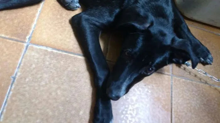 Cachorro ra a SRD idade 7 a 11 meses nome snoop