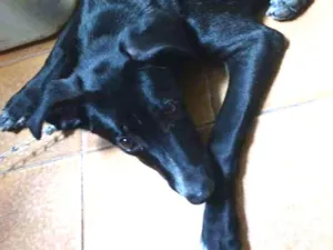 Cachorro raça SRD idade 7 a 11 meses nome snoop