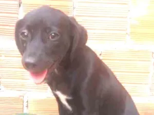 Cachorro raça srd idade 2 a 6 meses nome flor