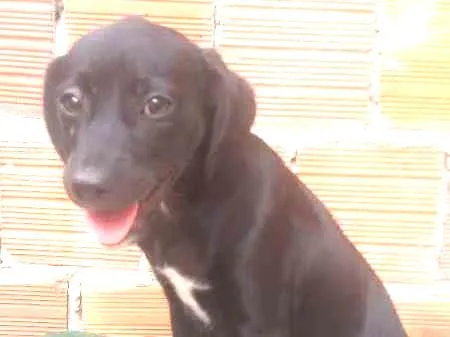 Cachorro ra a srd idade 2 a 6 meses nome flor