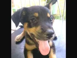 Cachorro raça MESTIÇO idade 2 a 6 meses nome SEM NOME