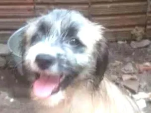 Cachorro raça srd idade 2 a 6 meses nome bela