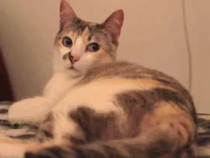 Gato raça Pelo curto idade 2 anos nome Mistra e Phoebe