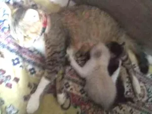 Gato raça SRD idade Abaixo de 2 meses nome Sem nome definido
