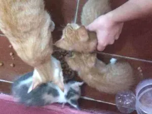 Gato raça Não sei se tem idade 1 ano nome Não tem